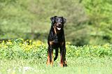 BEAUCERON 902